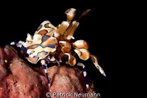 harlekin @ Richilieu Rock by Patrick Neumann 